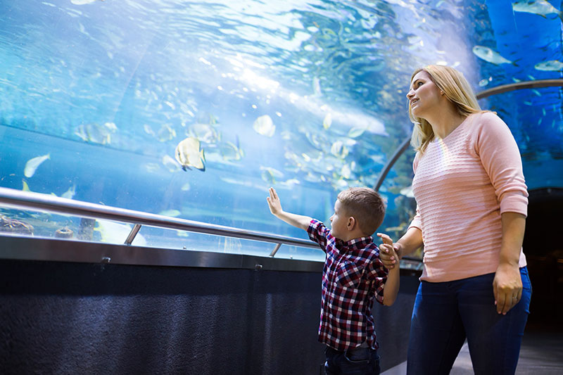 aquarium porto